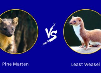Martora vs Least Weasel: qual è la differenza?
