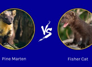 Pine Marten vs Fisher Cat: qual è la differenza?
