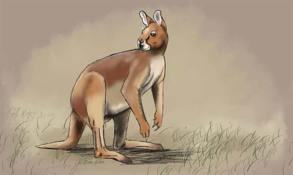 Illustrazione del canguro dalla faccia corta
