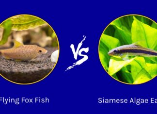 Flying Fox Fish vs Siamese Algae Eater: quali sono le differenze?

