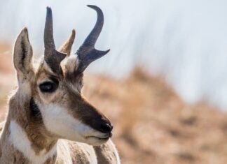 Pronghorn
