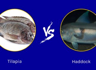 Tilapia vs Haddock: quali sono le differenze?
