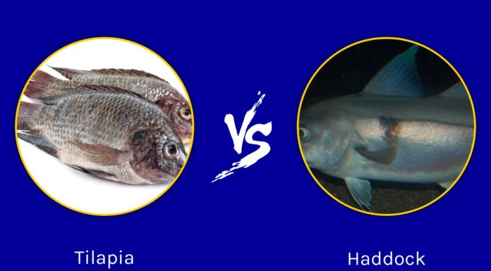 Tilapia vs Haddock: quali sono le differenze?
