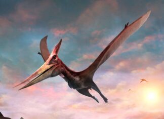 Pteranodonte

