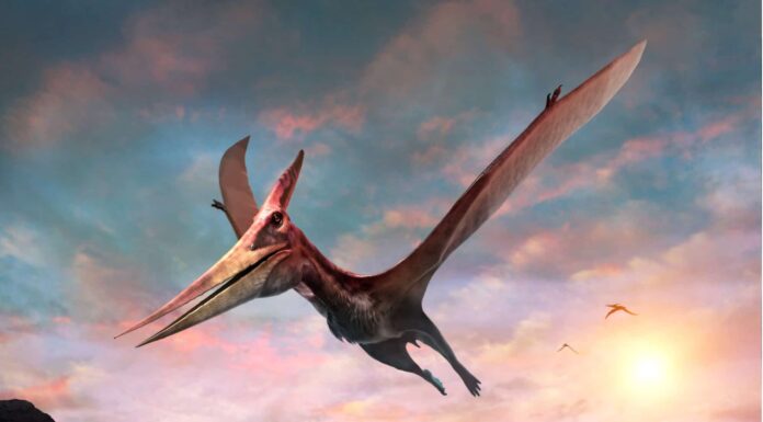 Pteranodonte
