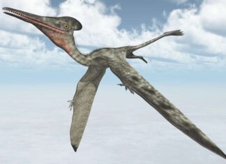 Pterodattilo
