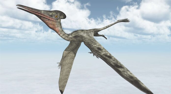 Pterodattilo
