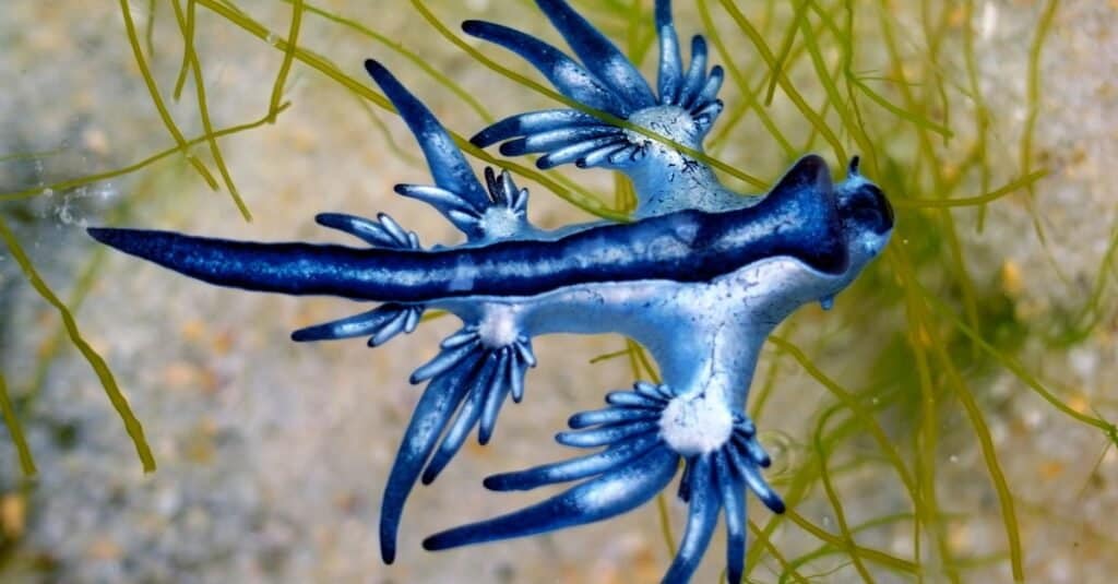 La lumaca di mare del drago blu, Glaucus atlanticus, spesso galleggia a testa in giù 