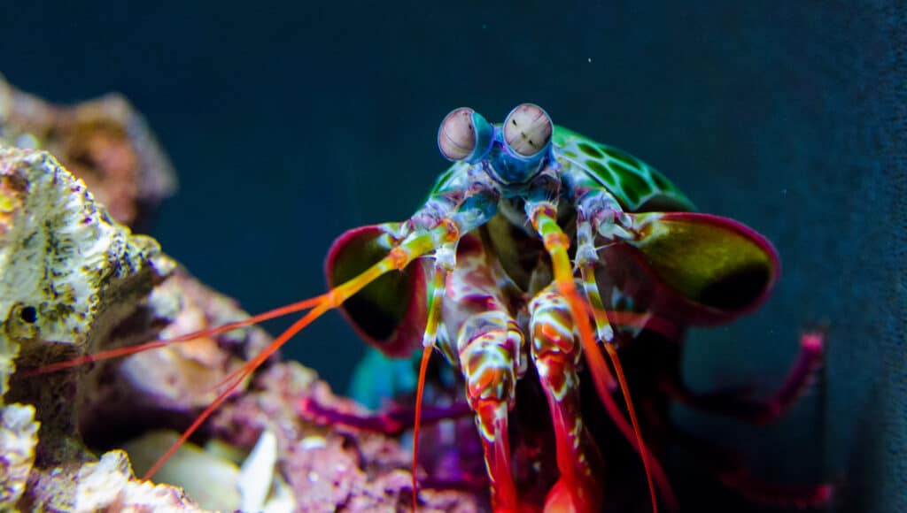 le canocchie pavone sono alcuni degli animali più sorprendenti con i loro colori vivaci e vivaci