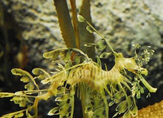 Sea Dragon swimming among sea grass