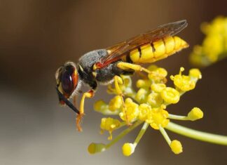 Yellow jacket vs. paper wasp - paper wasp close up