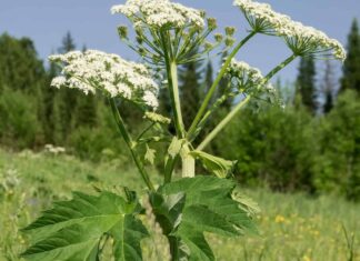 Cow Parsnip vs Giant Hogweed