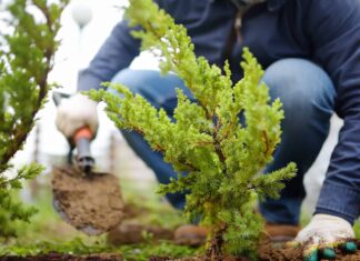 Cypress vs Juniper