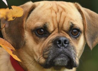 Puggle
