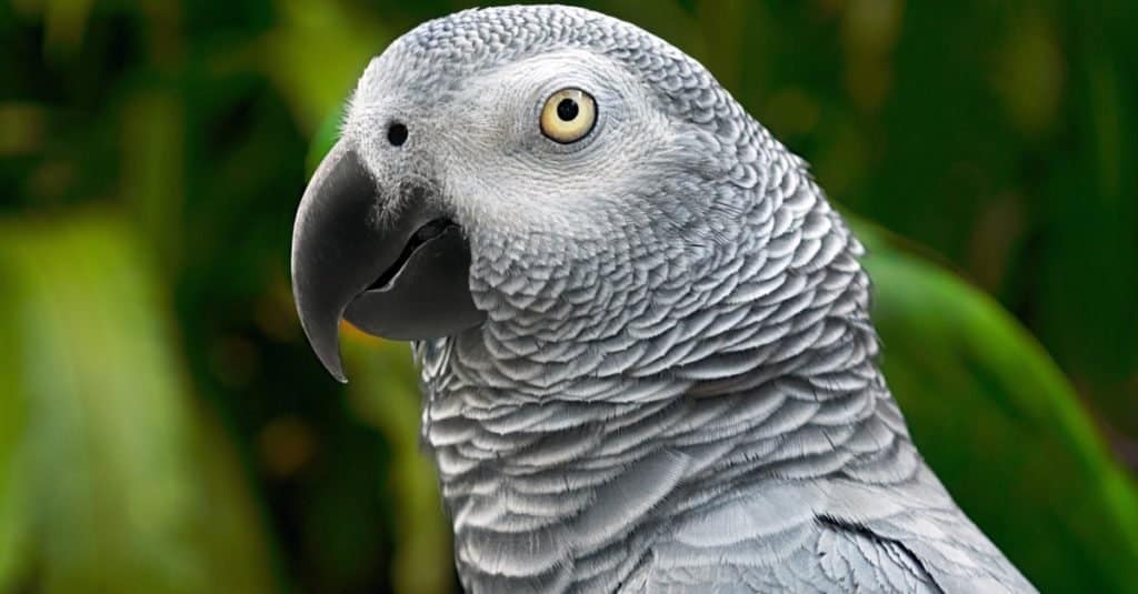 Gli animali più intelligenti: il pappagallo grigio africano