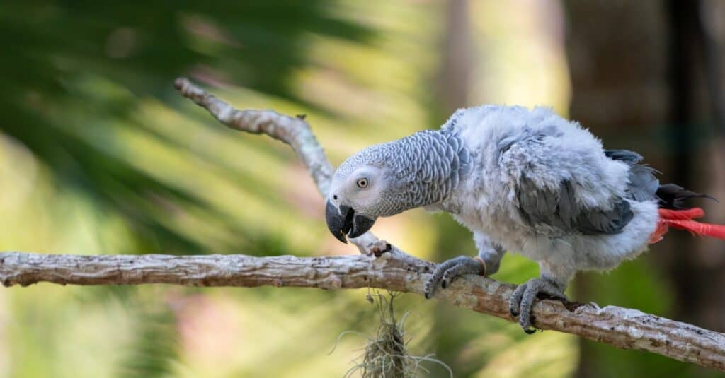 piccolo pappagallo grigio africano