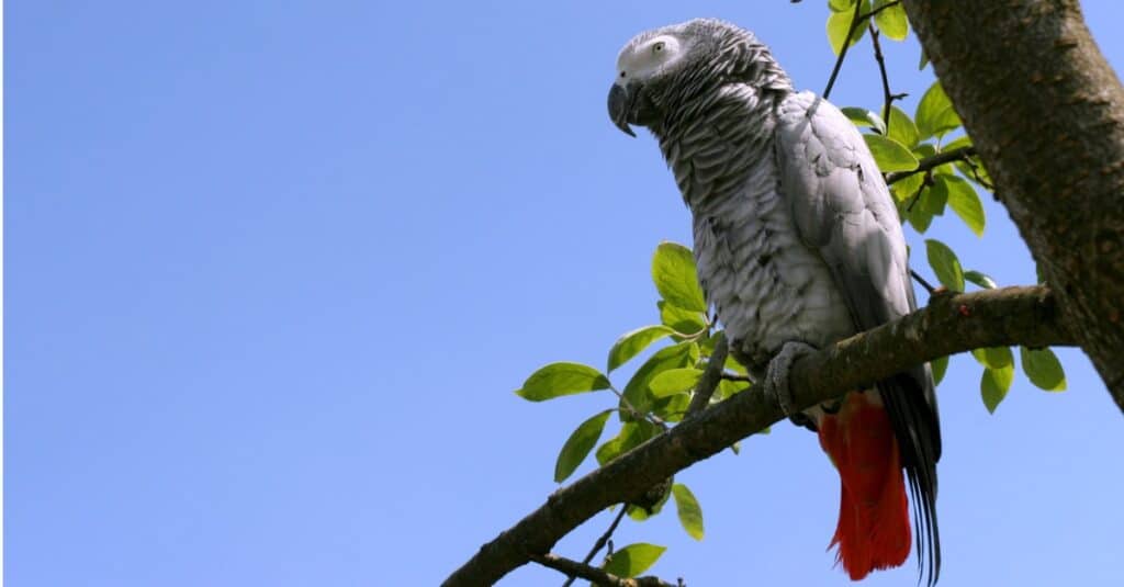 Pappagallo grigio africano in alto nell'albero