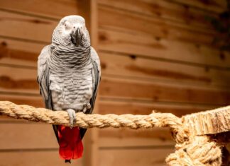 10 incredibili fatti sul pappagallo grigio africano

