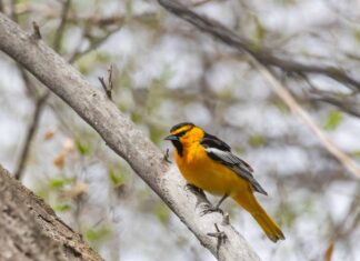 I 5 migliori posti per il birdwatching del Nevada quest'estate
