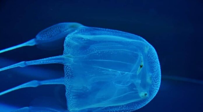 La medusa più mortale del mondo
