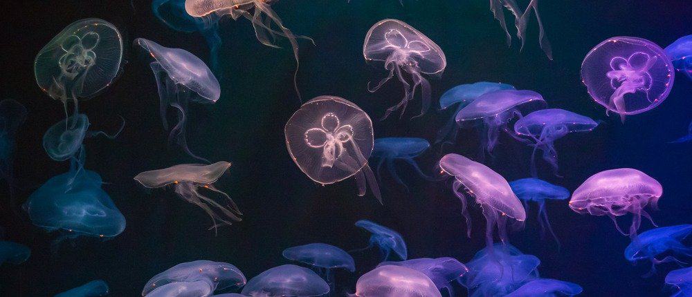 Medusa con effetto di luce al neon in acquario marino a Sentosa, Singapore