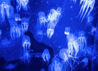 10 incredibili fatti sulle meduse
