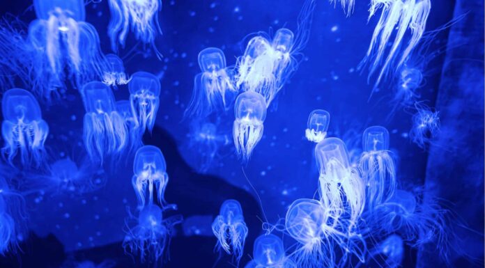 10 incredibili fatti sulle meduse
