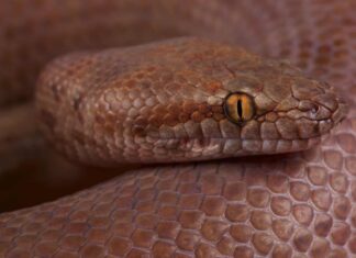 Pygmy python on rock