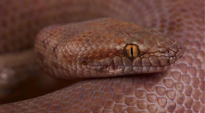 Pygmy python on rock