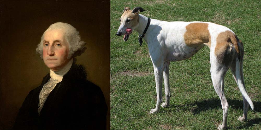 Il presidente George Washington aveva un cane levriero