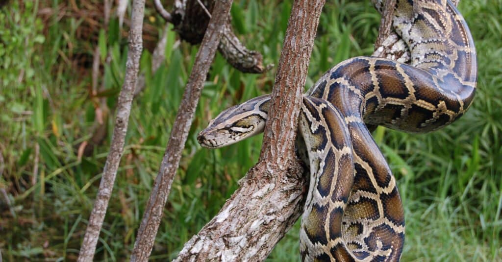 Animali più assonnati – Python