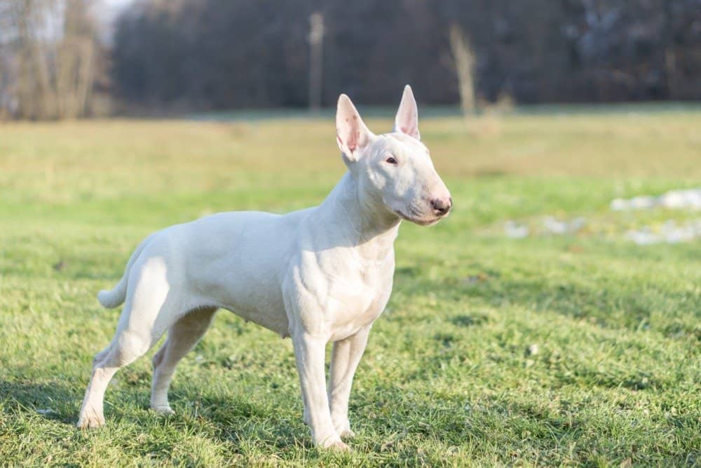 Bull terrier bianco in erba