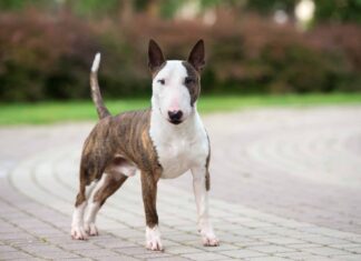 10 incredibili fatti su Bull Terrier
