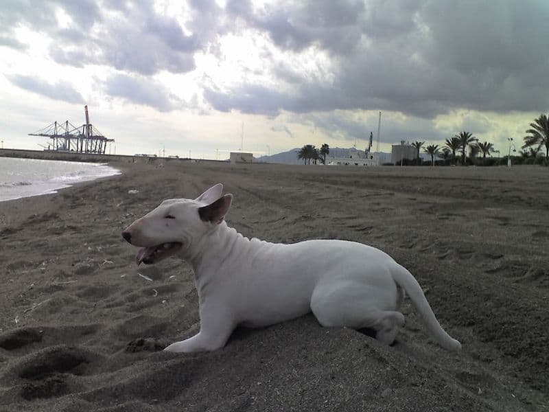 Bull terrier in spiaggia