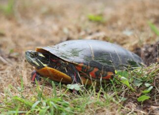 10 incredibili fatti sulle tartarughe dipinte
