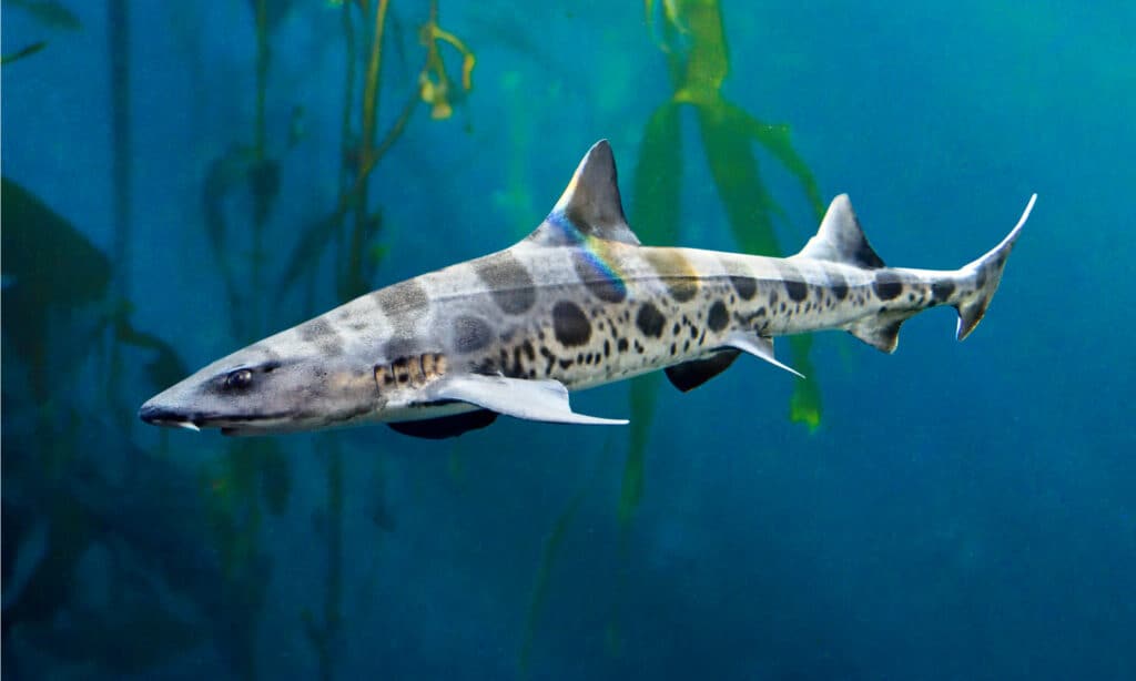 squalo leopardo