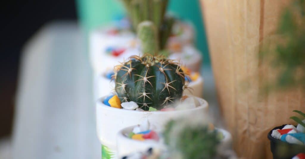 Succulente vs Cactus