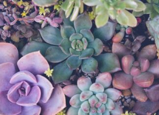 Succulente vs Cactus: qual è la differenza? 
