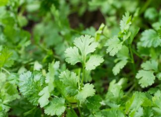 Parsley vs Cilantro