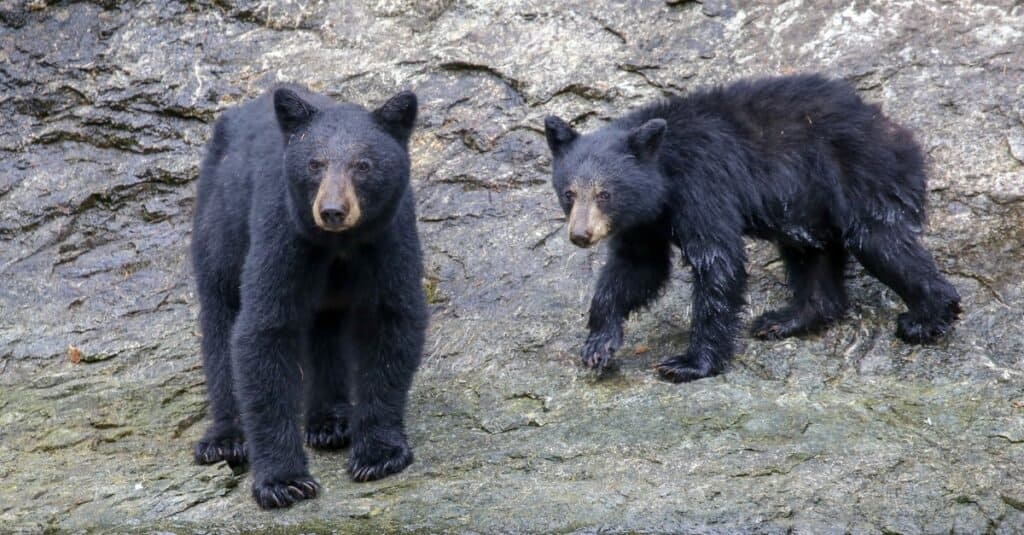 Popolazione dell'orso nero per stato