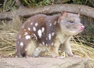 Quoll
