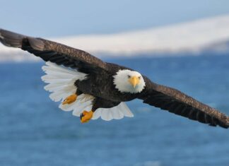 Eagle Poop: tutto ciò che avresti sempre voluto sapere
