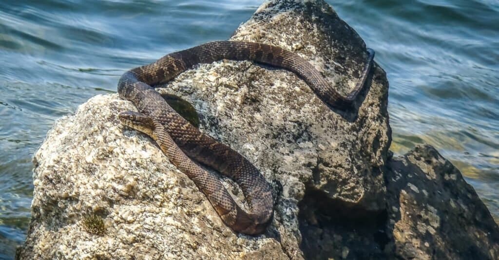 Serpenti che sembrano Copperheads-Northern Water Snake
