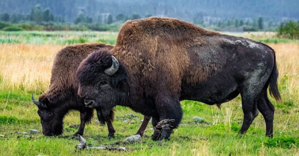 Due bisonti di legno selvaggi che pascono nel parco nazionale dell'Alaska.