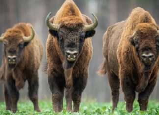 Cacca di bisonte: tutto ciò che avresti sempre voluto sapere
