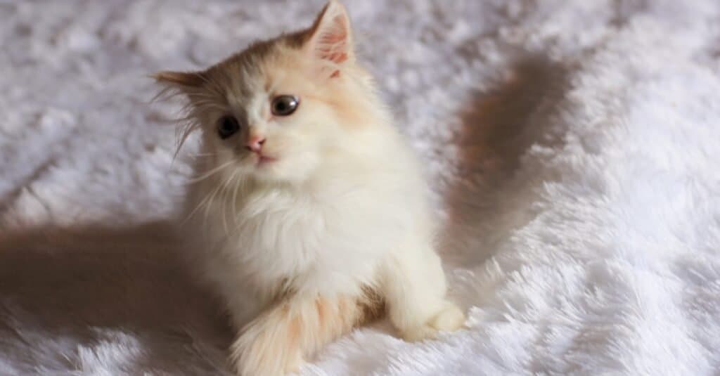 Un simpatico gattino Ragamuffin che gioca sul letto.