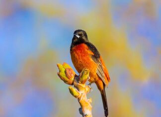 American Robin vs Oriole: qual è la differenza?
