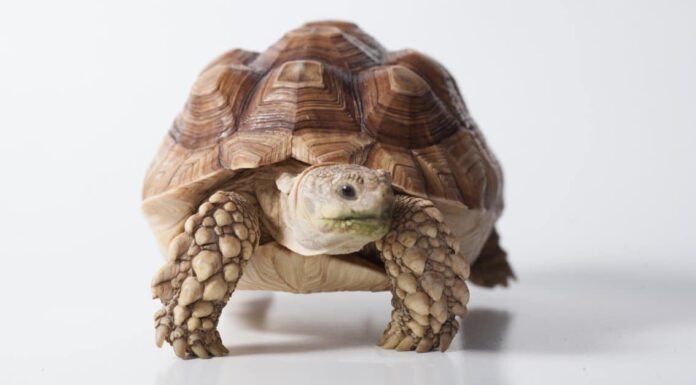 10 incredibili fatti sulla tartaruga di Sulcata
