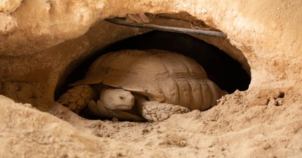 La tartaruga del deserto nella tana