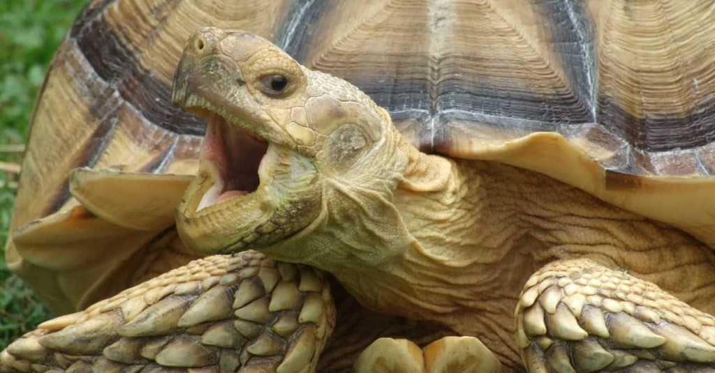 La tartaruga di Sulcata, o l'Africa, ha stimolato lo sbadiglio della tartaruga